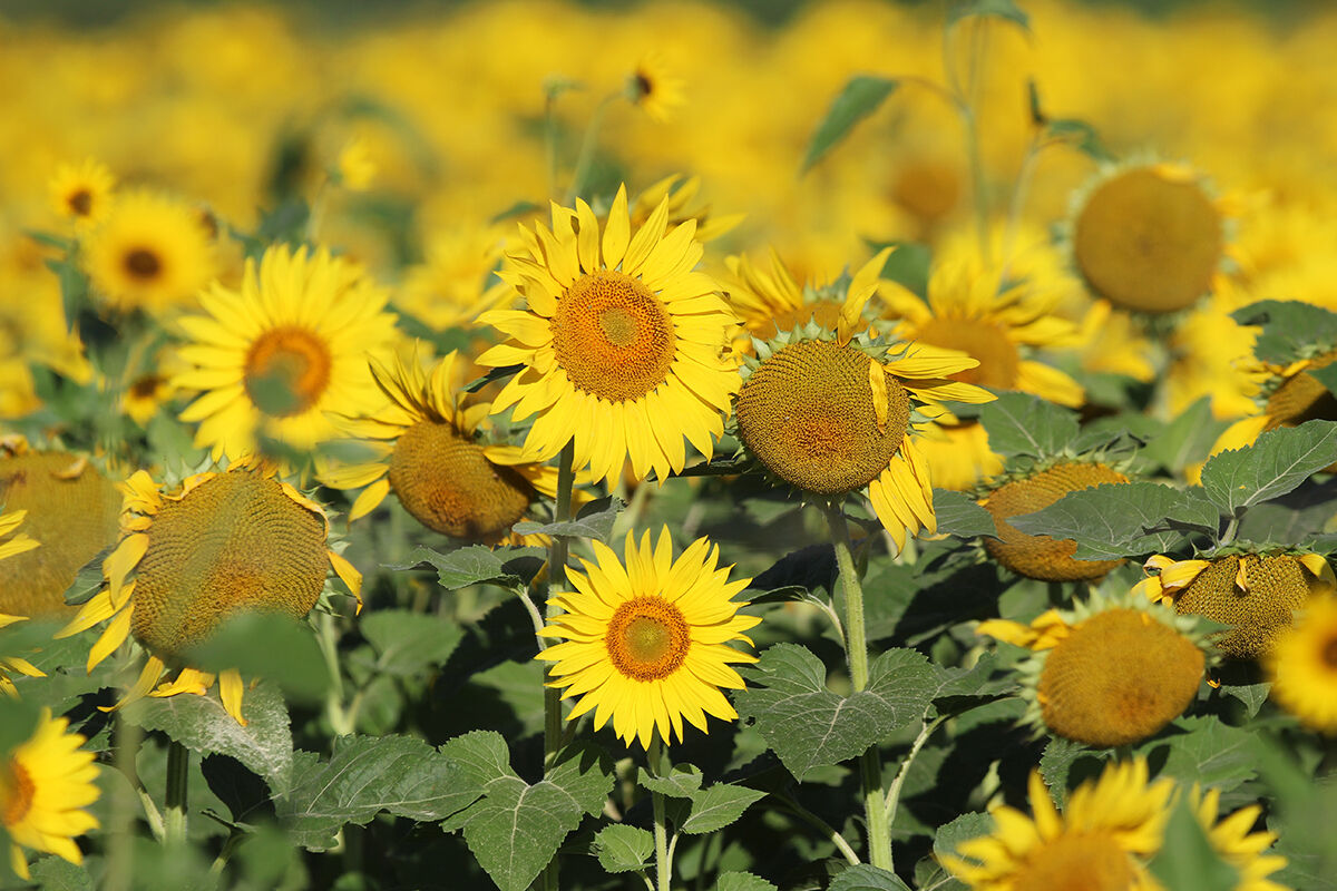 PHOTOS- Sunflowers north of Montrose 20200730880.JPG